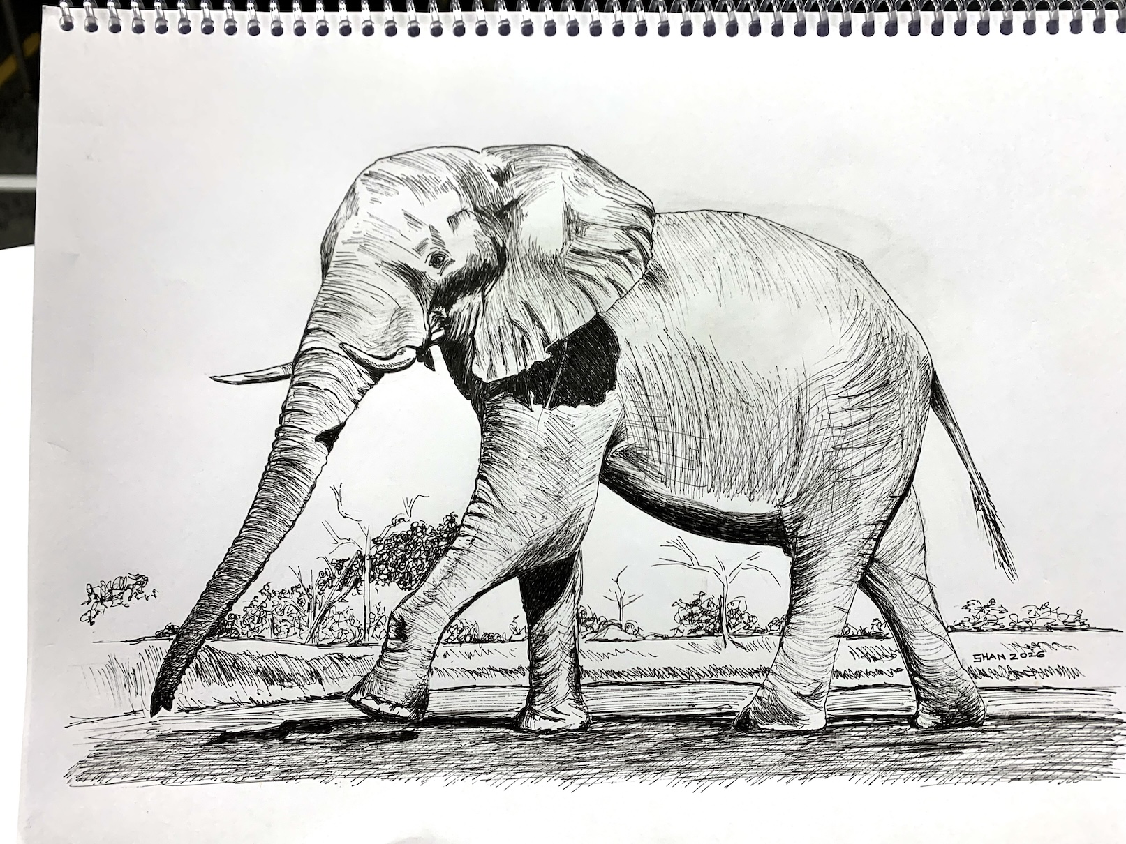 The Quiet Stride - African Elephant